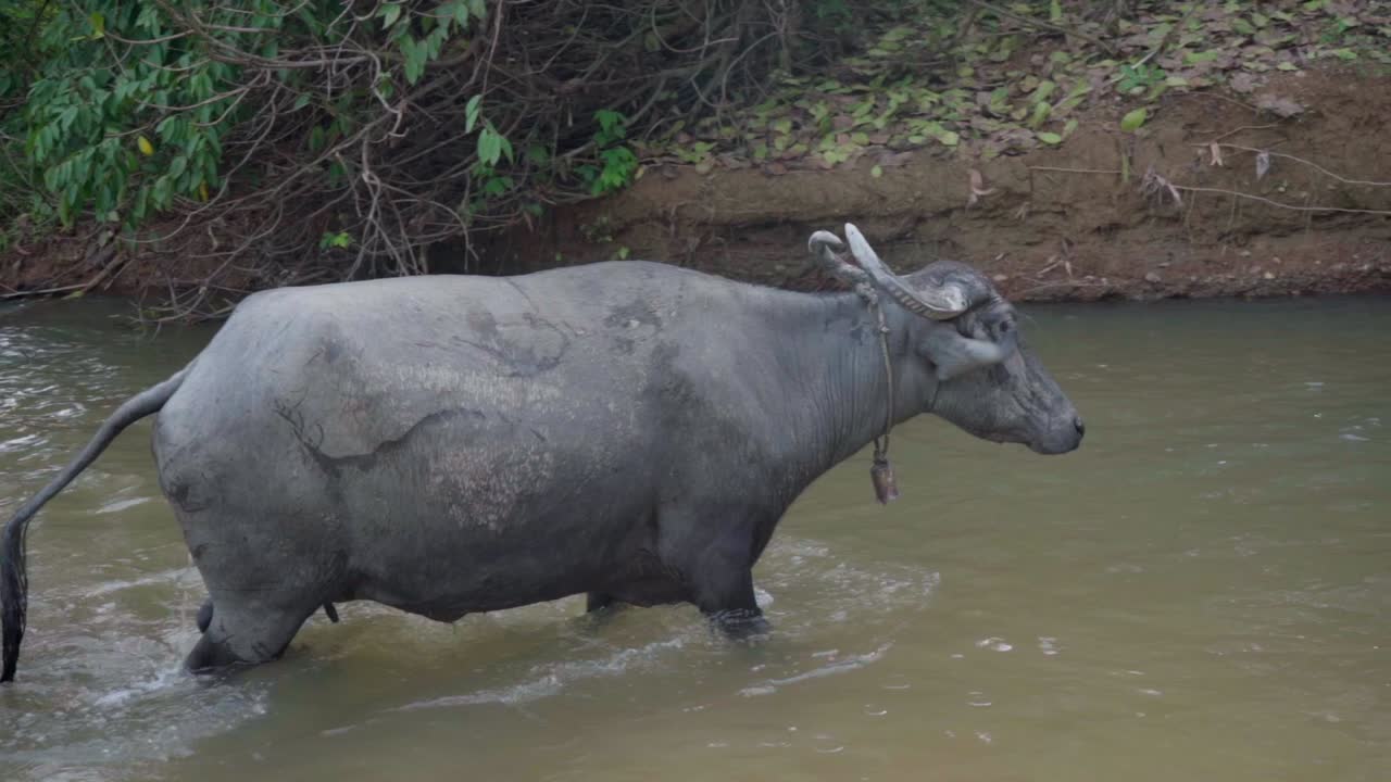 búfalo bañándose caminando en el agua del río