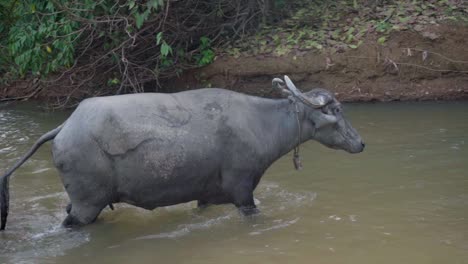 Búfalo-Bañándose-Caminando-En-El-Agua-Del-Río