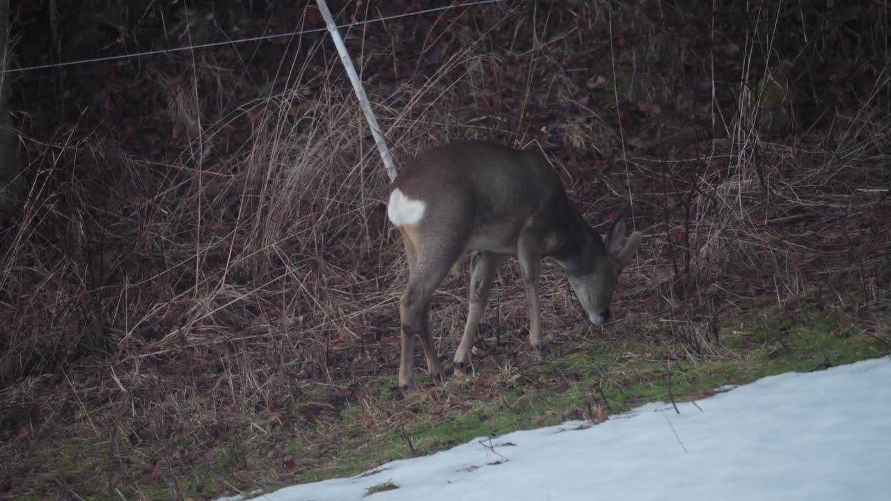 겨울 동안 산에서 마른 풀을 먹는 고독한 사슴