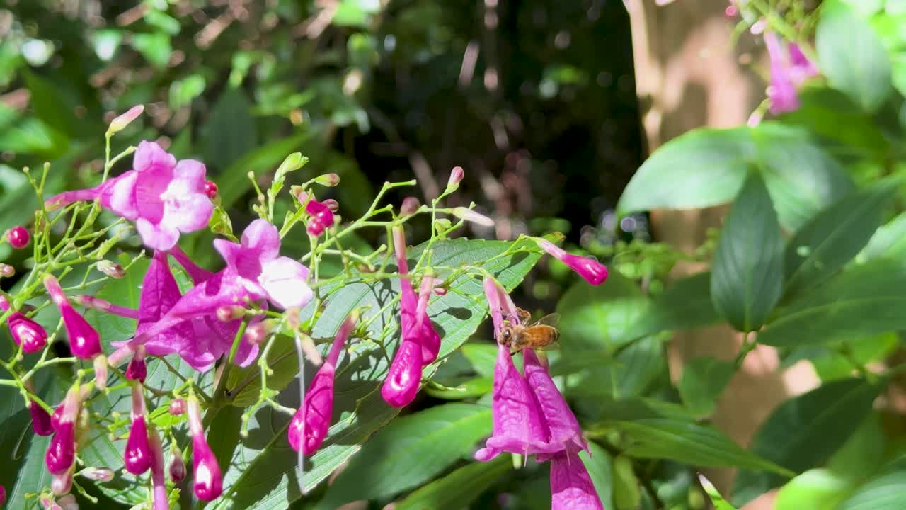 Bee collects nectar from purple Strobilanthes cusia flowers, bright daylight, steady close-up shot