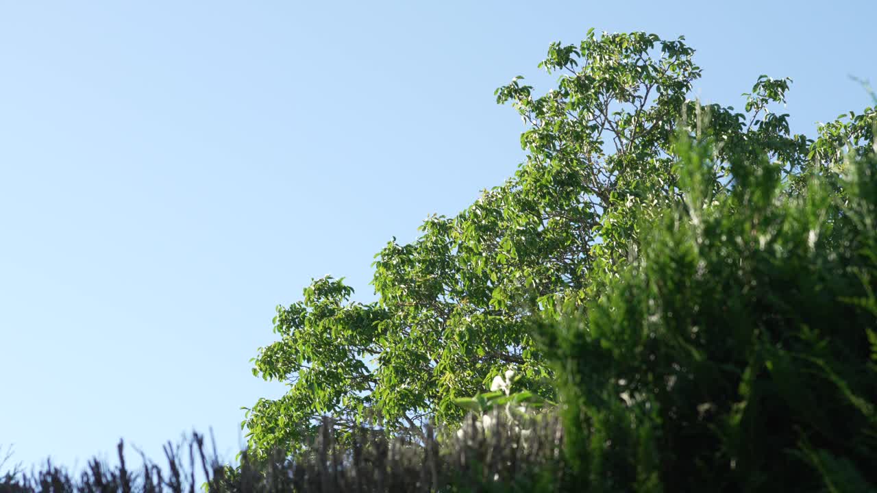 Tall grass park forest, tree green canopy, clear blue sky outdoor vegetation