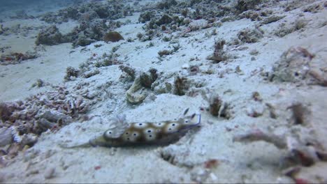 Nudibranch-with-purple-line-slowly-moving-across-sandy-coral-reef