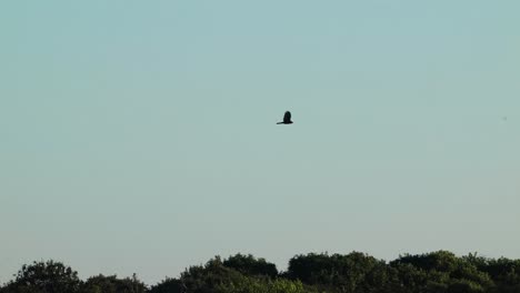 tracking shot of silhouetted bird hawk flying against blue clear sky, zoom in, day