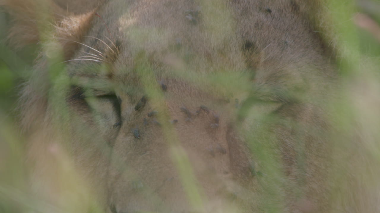 Close-up of a Wild Lion's Face and Eyes Through Green Grass