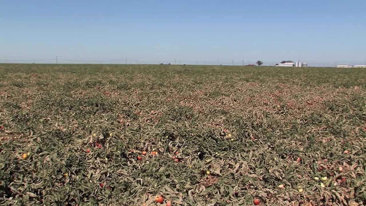 toma panorámica del campo de tomate antes de la cosecha en california, ee.uu.