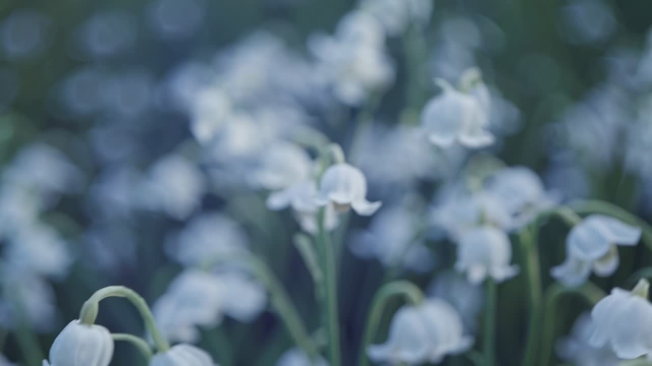 Video con messa a fuoco morbida di fiori bianchi con uno stile etereo e sognante