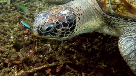 close up of huge female old big sea turtle swimming in deep blue ocean among coral reef, feeding on corals. close up. ocean wildlife