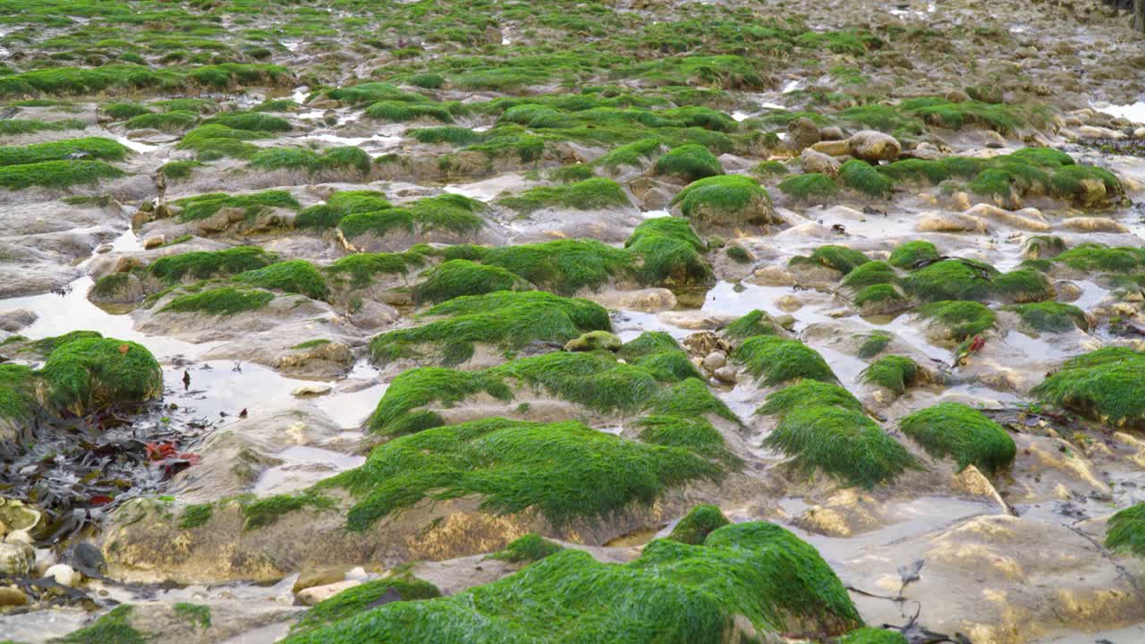 musgo verde satisfactorio por toda la playa en margate, kent