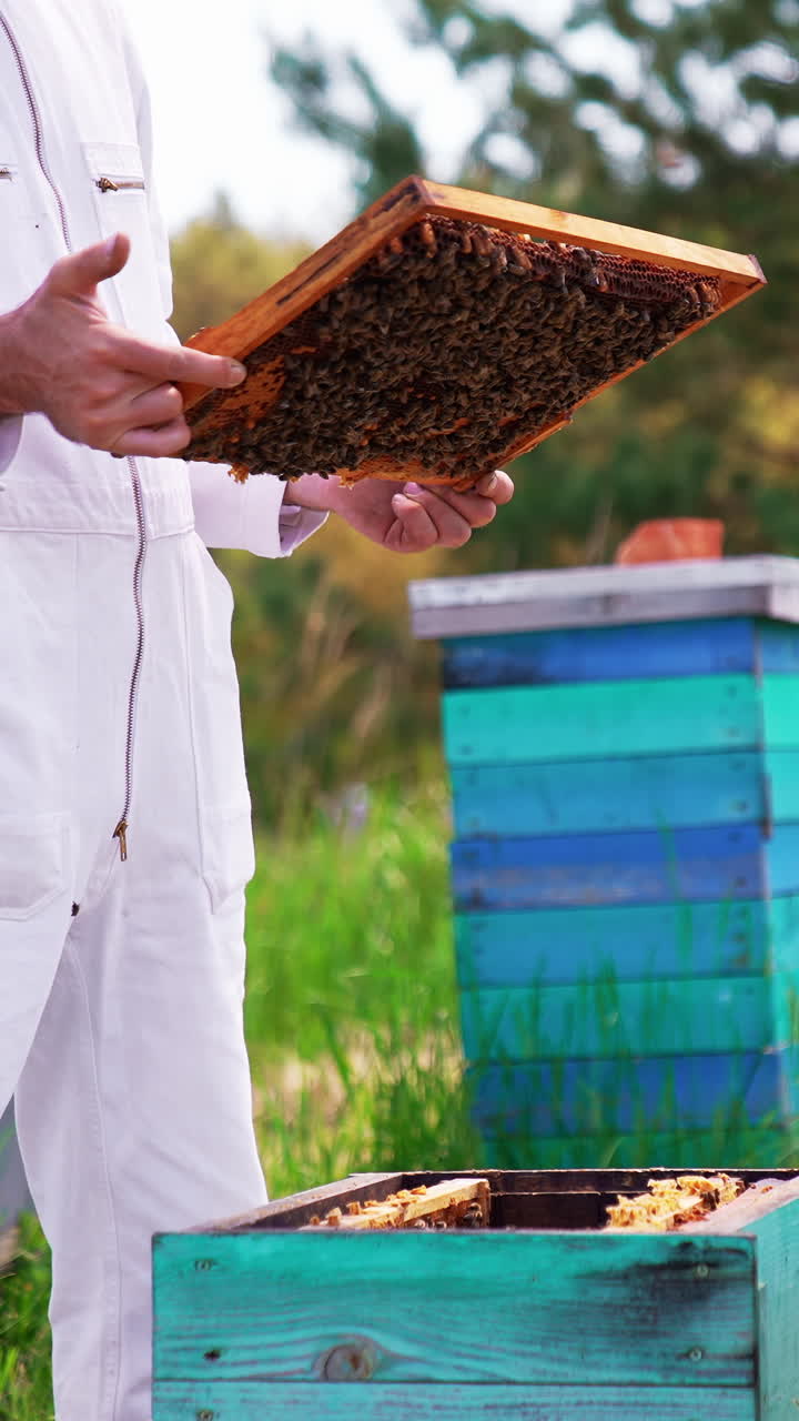 Professional beekeeper working with wooden frames. Natural honey harvesting apiarist. Vertical video
