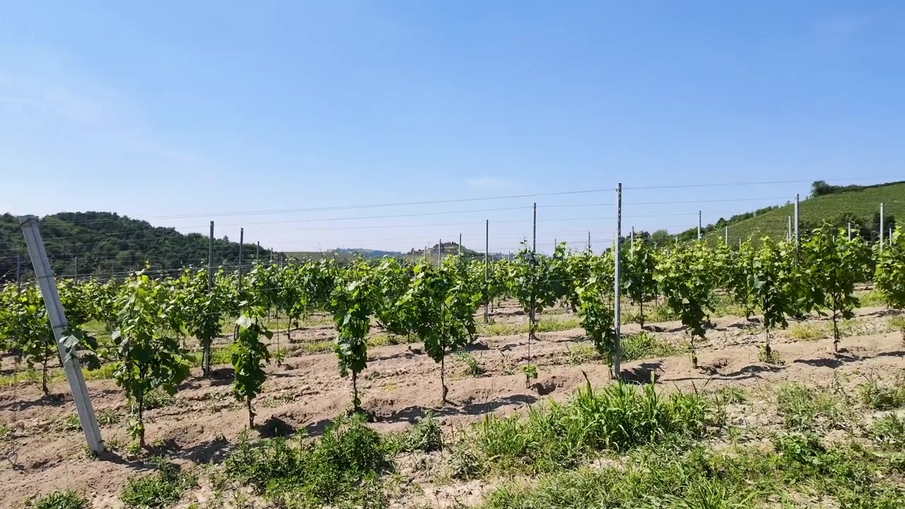 Filari di giovani viti in un vigneto soleggiato sotto un cielo azzurro