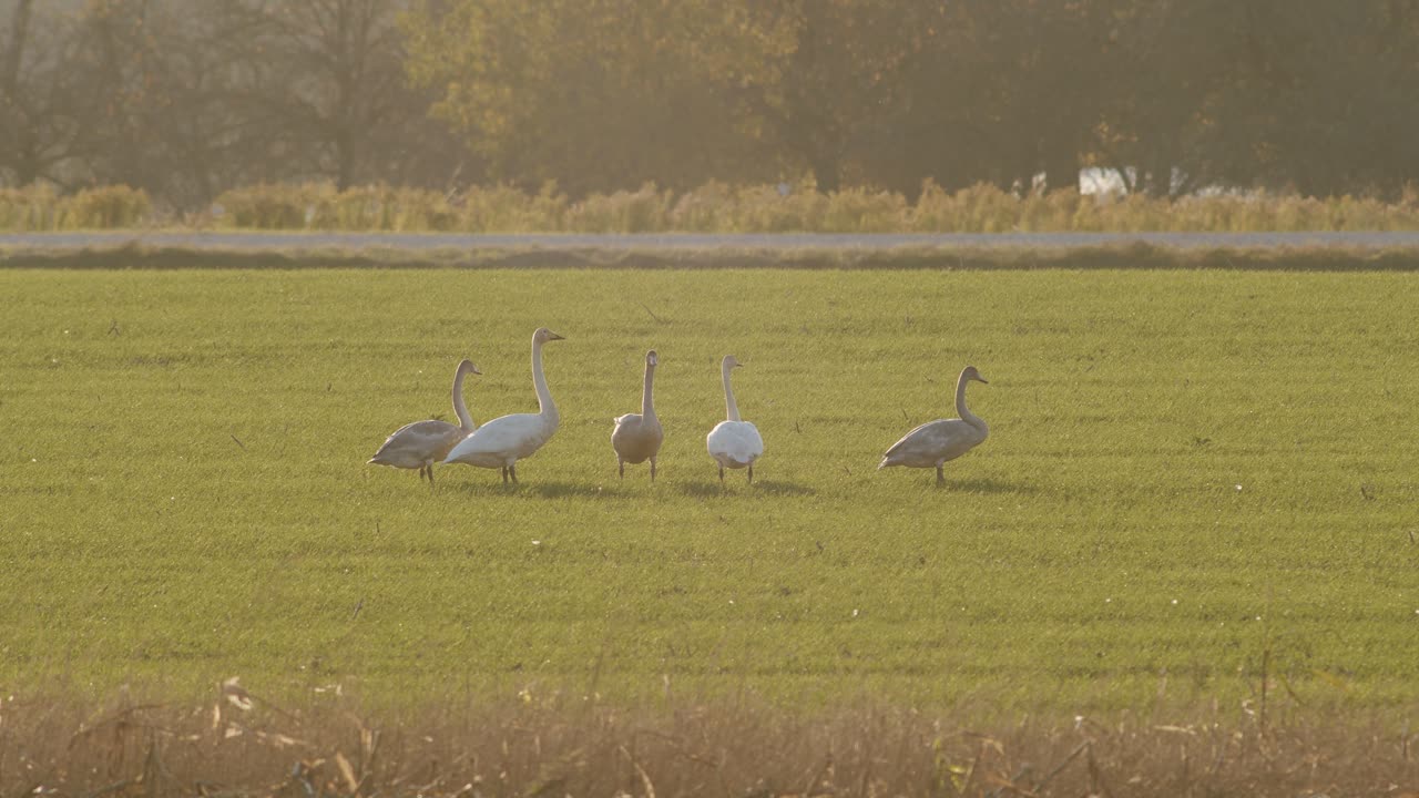 una bandada de cisnes cantores descansando en la pradera en el tiempo de migración iluminación de la hora dorada