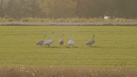 Eine-Herde-Von-Singschwänen,-Die-In-Der-Goldenen-Stundenbeleuchtung-Der-Migrationszeit-Auf-Der-Wiese-Ruhen