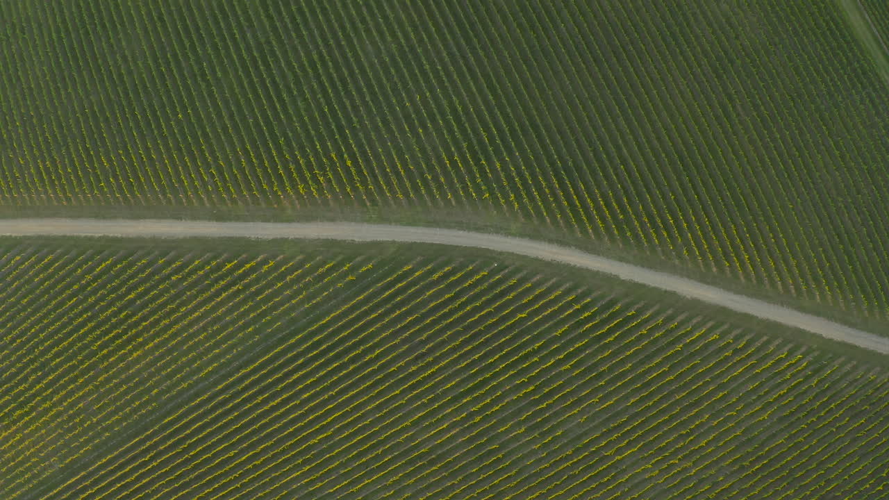 Empty dirt road between vineyards in the Yarra Valley, Victoria, Australia.