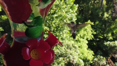 en un patio trasero en los suburbios, un pequeño colibrí con plumas verdes se cierne alrededor de un comedero para pájaros en cámara lenta y finalmente se va volando después de que otro colibrí casi choca contra él