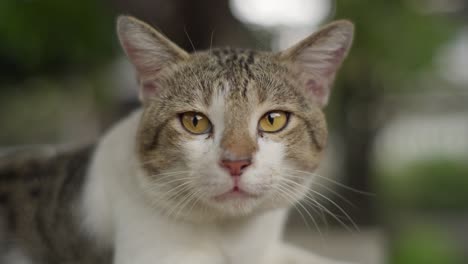 close-up of an asian cat's face