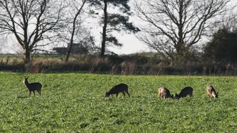 Campo-De-Granja-De-Corzos-Salvajes-Vehículos-De-Tráfico-Por-Carretera-Agricultura-Comer-Animal-De-Cultivo-Cambridgeshire-Reino-Unido