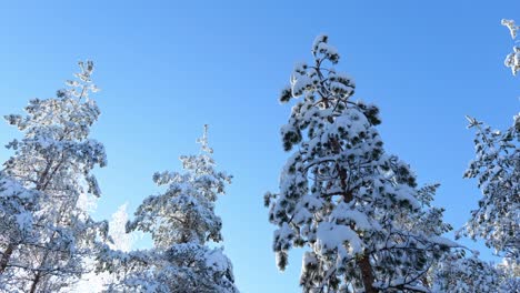 Pinos-Nevados-Con-Cielo-Azul-Claro-En-El-Fondo