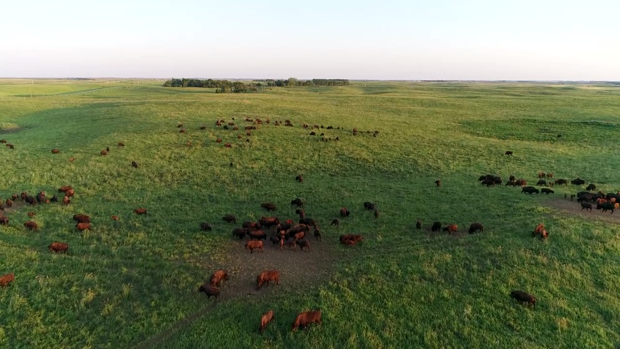 Ripresa aerea 4K con drone che sorvola una grande mandria di bufali che pascolano in verdi pascoli nelle pianure del Dakota del Sud. 60fps