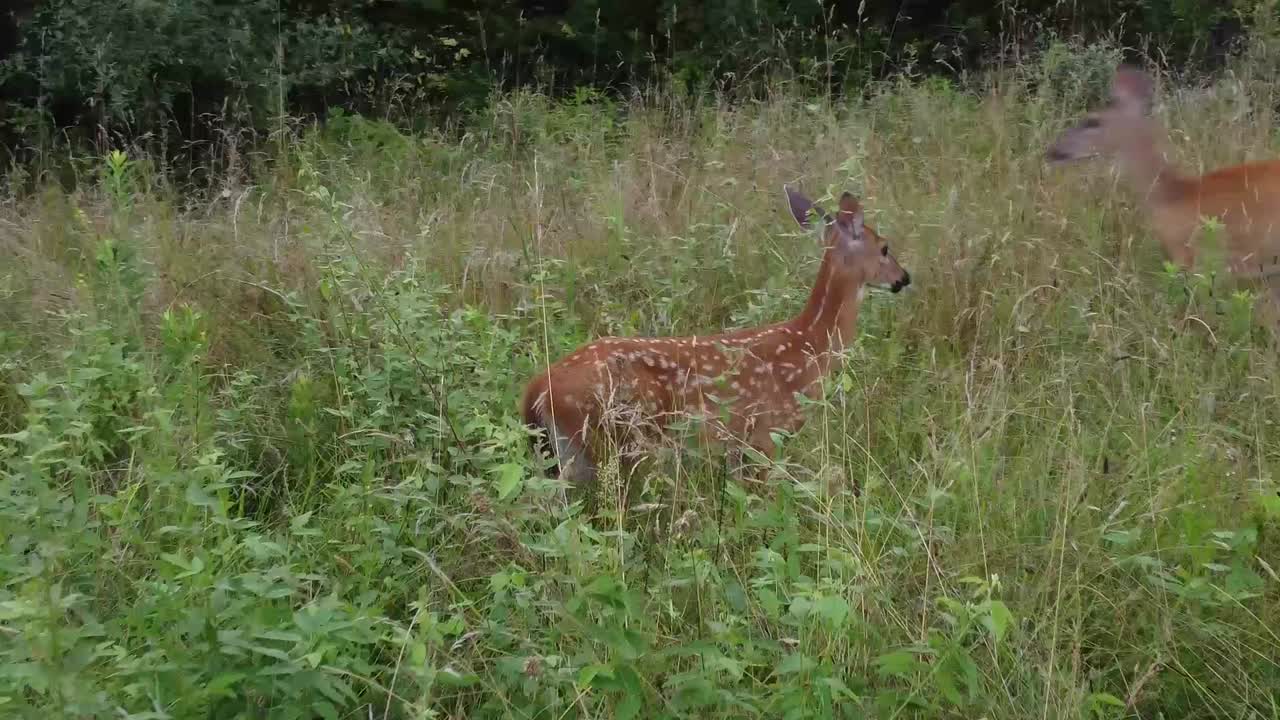 ciervo caminando en la hierba alta en la naturaleza cerca del bosque
