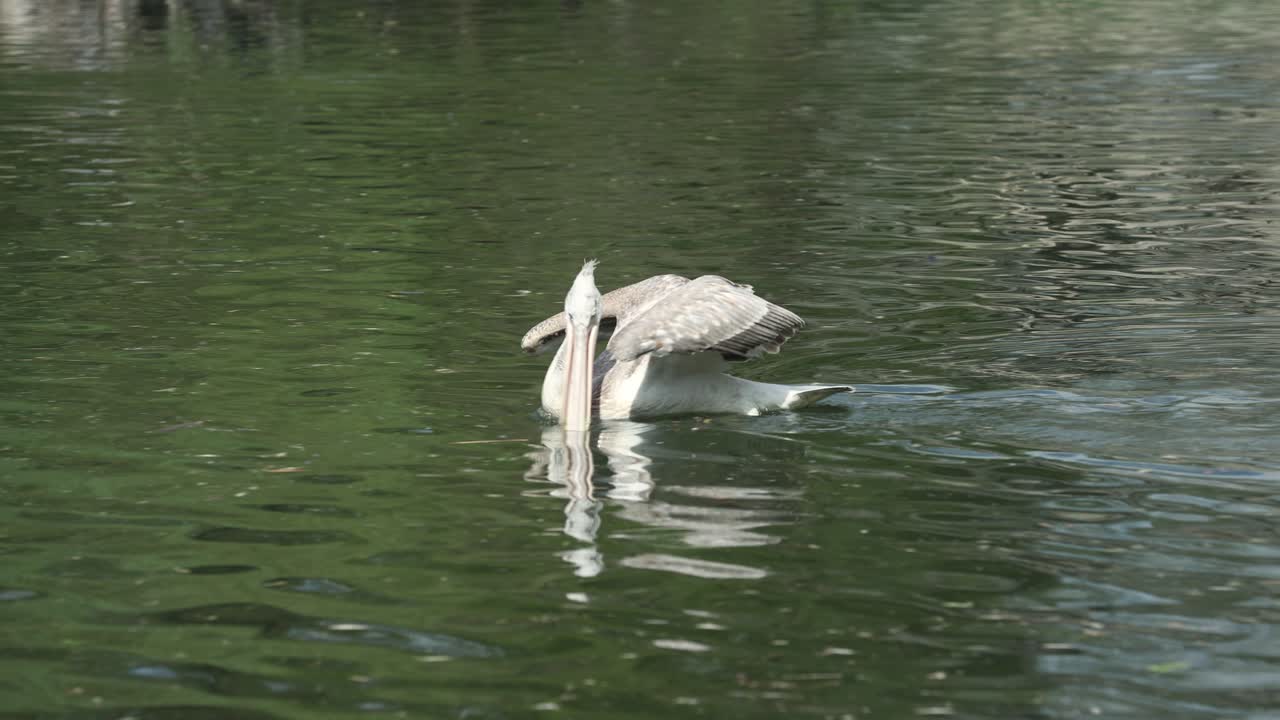 nadando solo, el pelícano intenta atrapar peces del agua del lago.