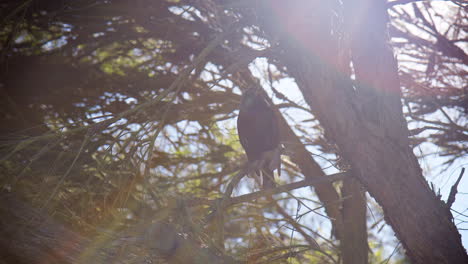 perching сommon starling bird in forest during sunrise