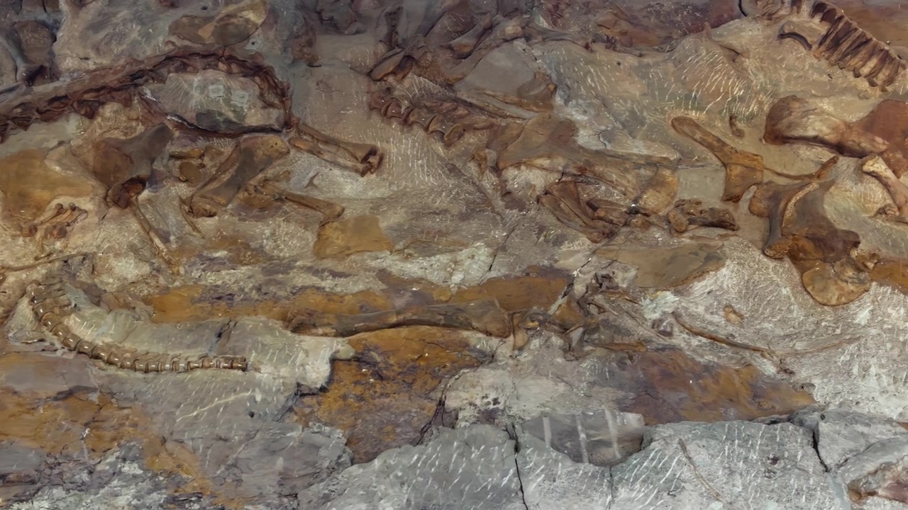 Vértebras y huesos fosilizados incrustados en una pared de roca en un sitio de excavación, estableciendo el telón de fondo.