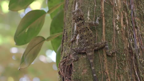 Lagarto-Arbóreo-En-Estado-Salvaje,-Ubicación:-Guyana,-Sudamérica