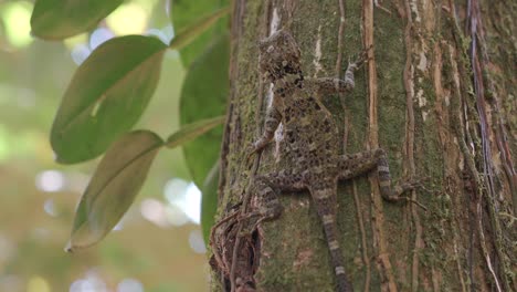 lagarto del árbol de collard en la naturaleza, ubicación: guyana, américa del sur