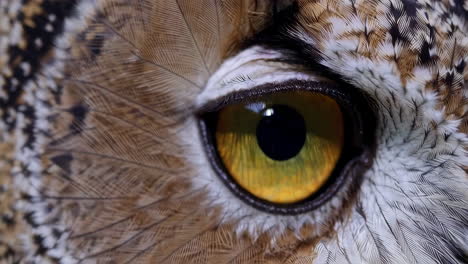 close-up of an owl's eye