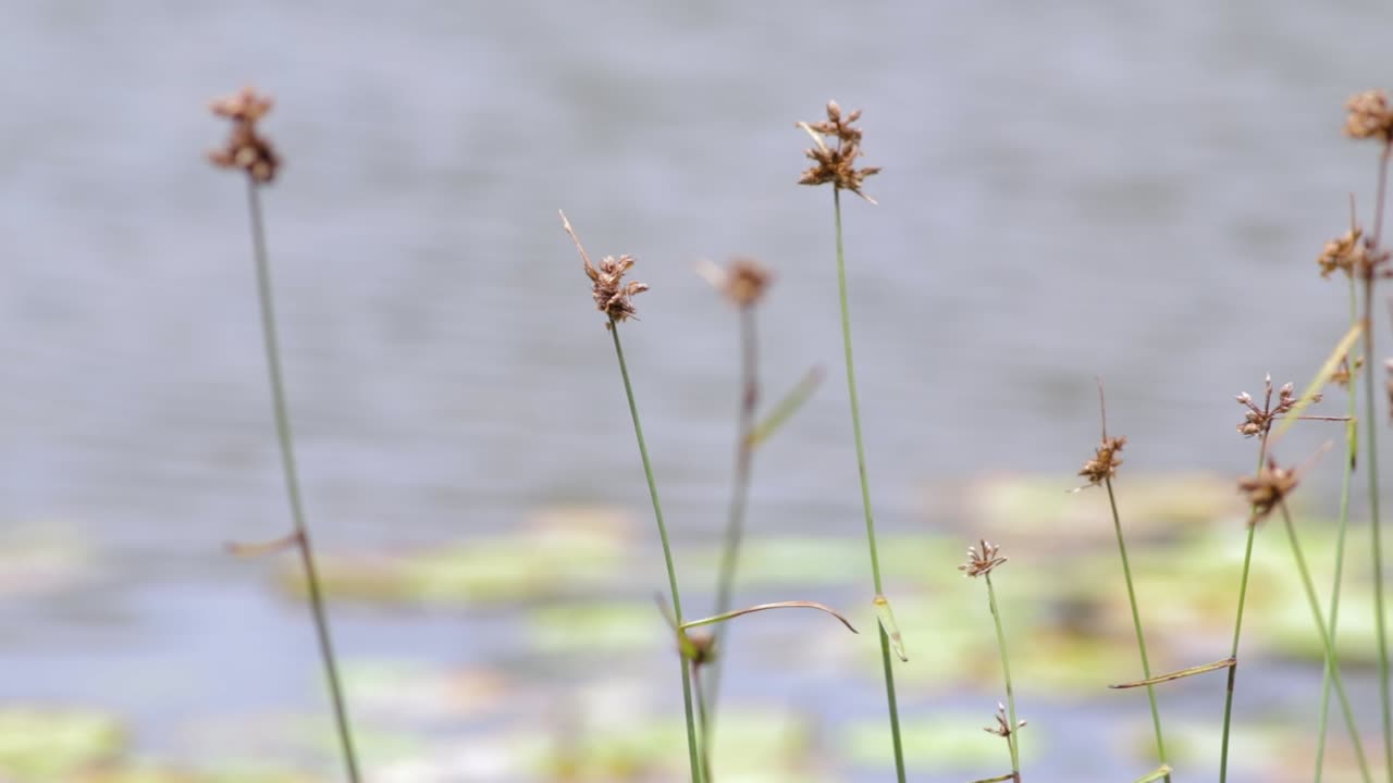 갈대 강 잔디는 그 뒤에 호수 물이 천천히 흐르면서 매우 편안하고 차분한 환경 b 롤 클립 슬로우 모션으로 초점을 맞춥니다