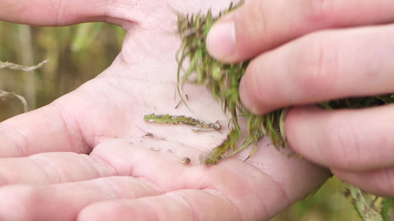plantas de marihuana estupefaciente en el campo agrícola al aire libre