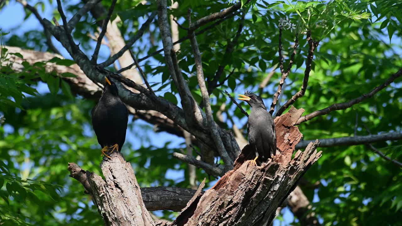 myna de ventilación blanca, acridotheres grandis, khao yai, tailandia