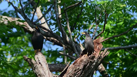 White-vented-Myna,-Acridotheres-Grandis,-Khao-Yai,-Thailand