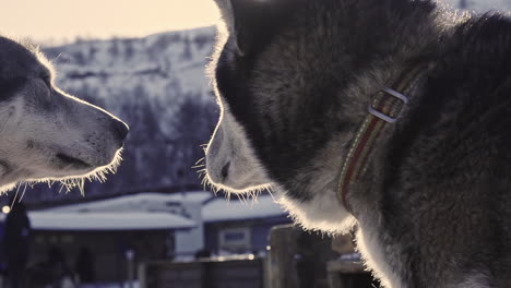 husky sleigh dogs up close turning their head, winter sun in nordic country