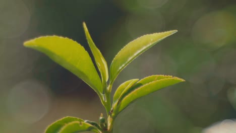 a serene close-up shot of young green tea leaves with fresh morning dew, perfect for themes related to organic farming, sustainability, herbal products, nature, wellness, or asian agriculture.