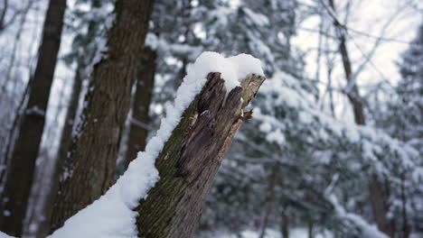 schwenk im winter vor einem holzfutter mit schnee darauf