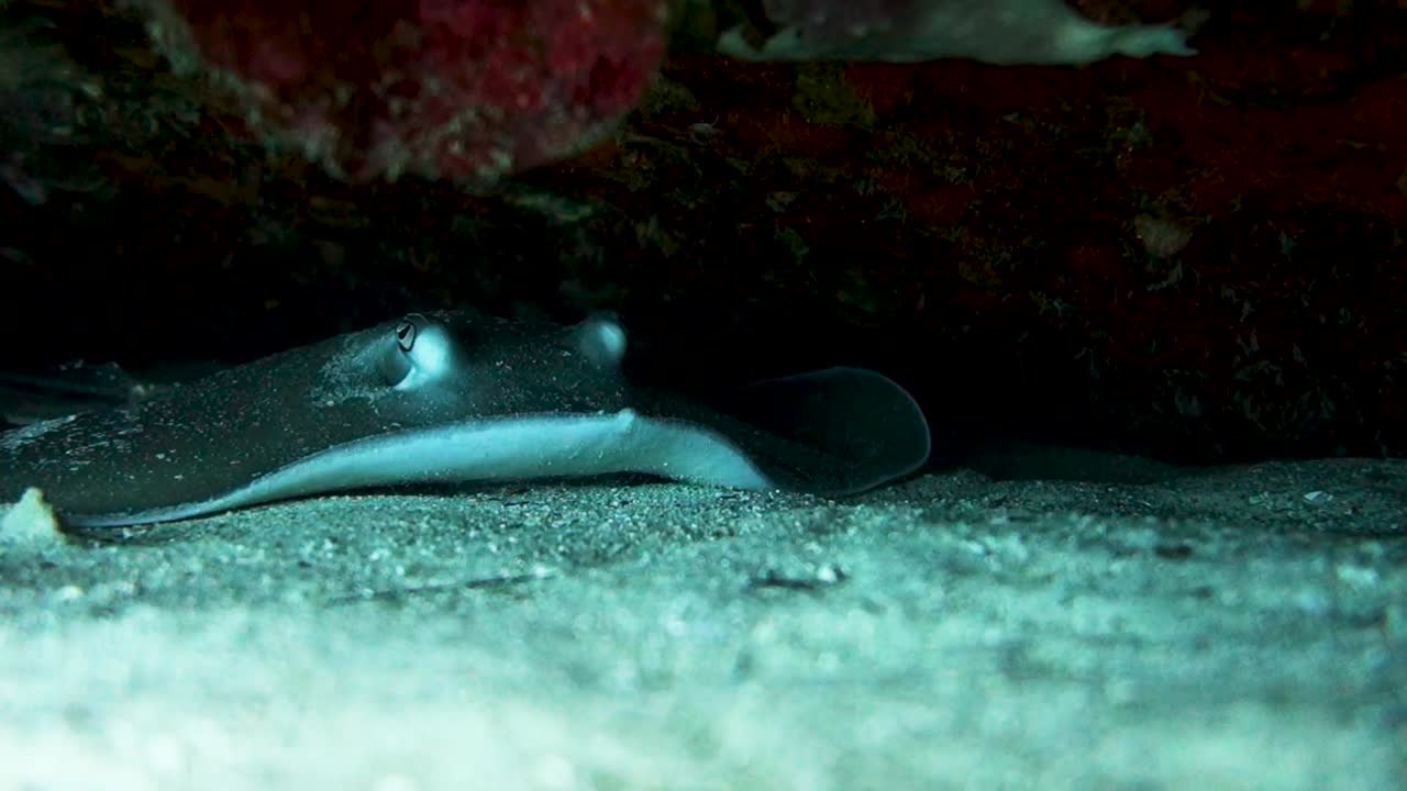 juvenil jenkins whipray stingray gira en su lugar bajo la cornisa de roca de arrecife