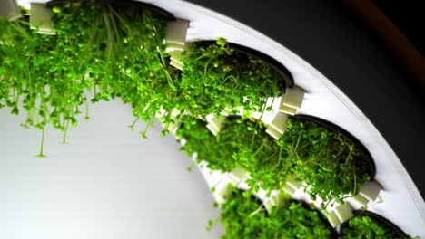 vertical hydroponic microgreens growing system