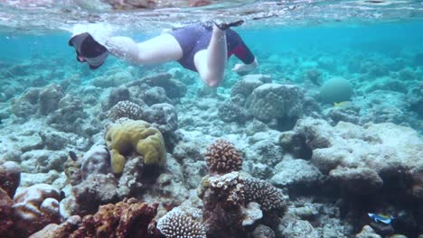 snorkeler coral reef in the maldives