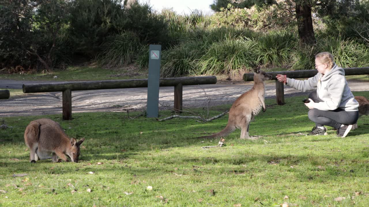 canguro gris acariciado en la nariz por una mujer rubia con gafas en jervis bay australia, tiro de mano estable