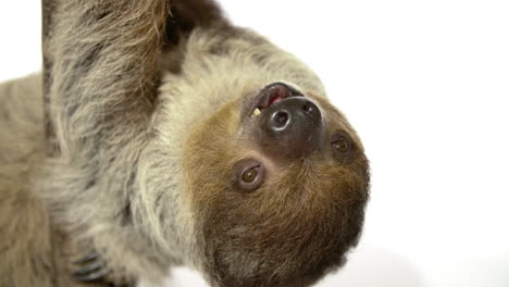 close up white background sloth with copy space hanging upside down