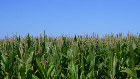 An-orange-butterfly-flies-over-a-corn-field-on-a-sunny-morning