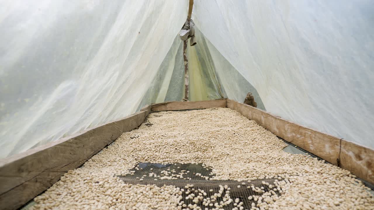 콜롬비아 시에라 네바다(colombia sierra nevada)의 전통적인 마을 농지에서 커피 원두를 분류하고 햇볕에 건조하고 장인의 과정을 준비하는 커피 농장 온실의 샷