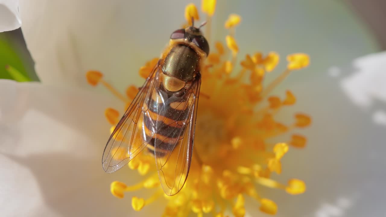moscas hoverflies, moscas de flores o moscas syrphid, insectos de la familia syrphidae. se disfrazan de insectos peligrosos avispas y abejas. los adultos de muchas especies se alimentan principalmente de néctar y polen de flores.