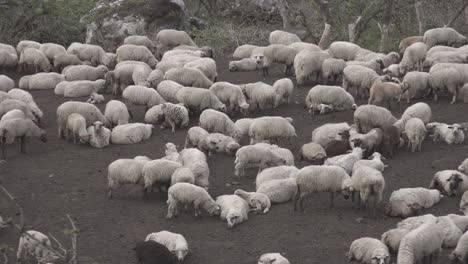 high angle shot over a herd of sheeps resting during evening time