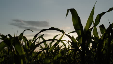 The-shoots-of-young-corn-in-the-field-on-a-sunny-day