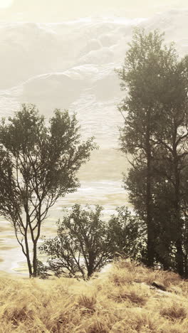 misty mountain landscape with trees