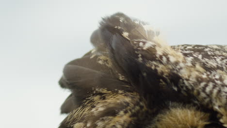 slow motion feathers on great horned owl