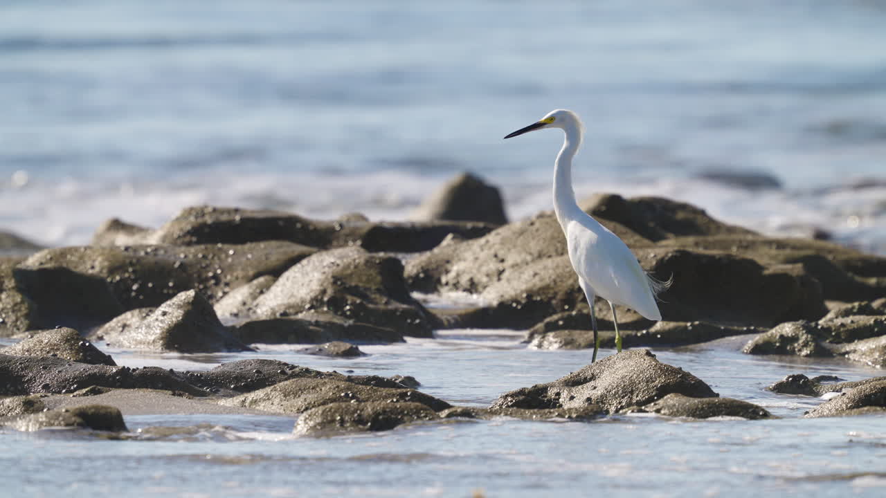 Great Egret Heron Standing on Rocky Beach Shore 2