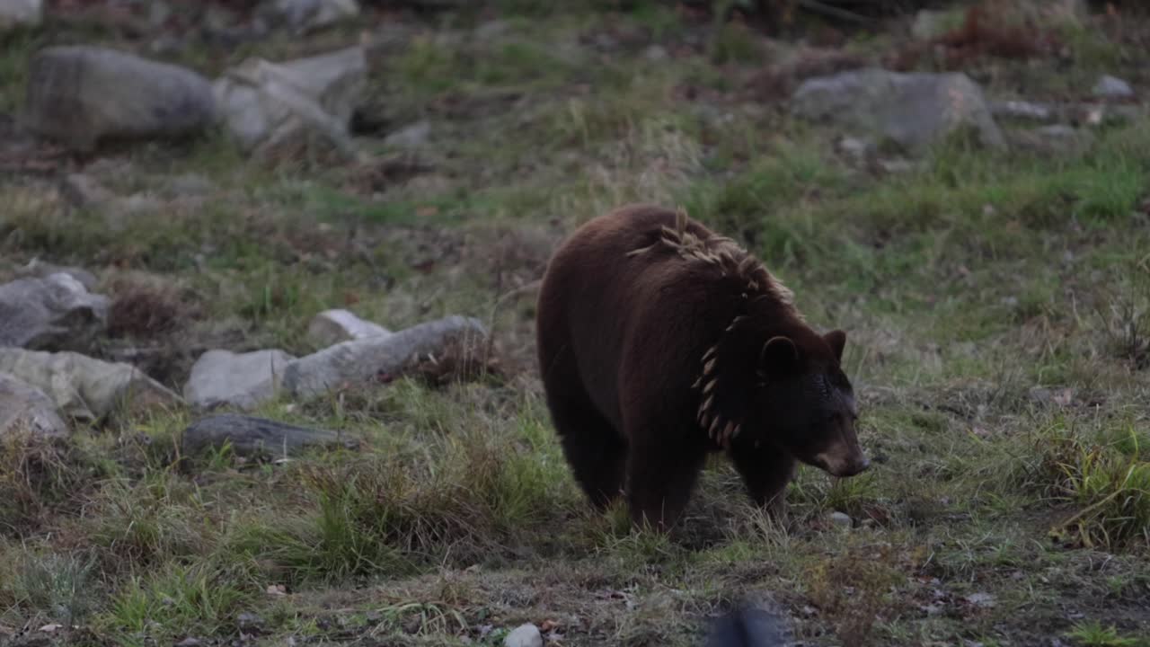 cinnamon bear kääntää päätään, kun raven lentää pois paikalta.